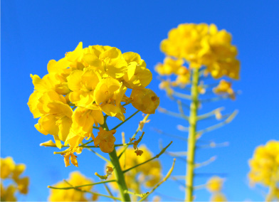 春の花 - 袖ケ浦公園ホームページ｜千葉県袖ケ浦市