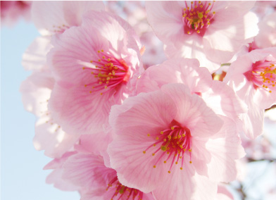 春の花 袖ケ浦公園ホームページ 千葉県袖ケ浦市