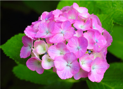 夏の花 袖ケ浦公園ホームページ 千葉県袖ケ浦市