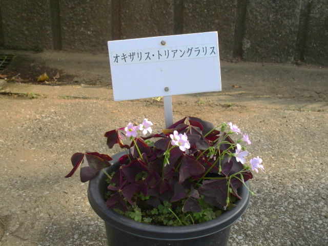 オキザリス トリアングラス 袖ケ浦公園ホームページ 千葉県袖ケ浦市