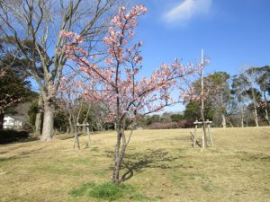 河津桜