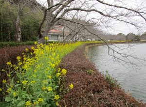 下池の菜の花