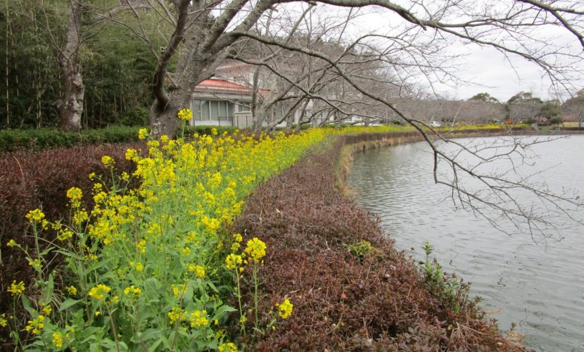 下池の菜の花