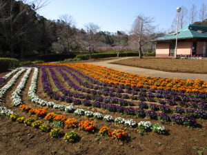 花のテラス前の花壇