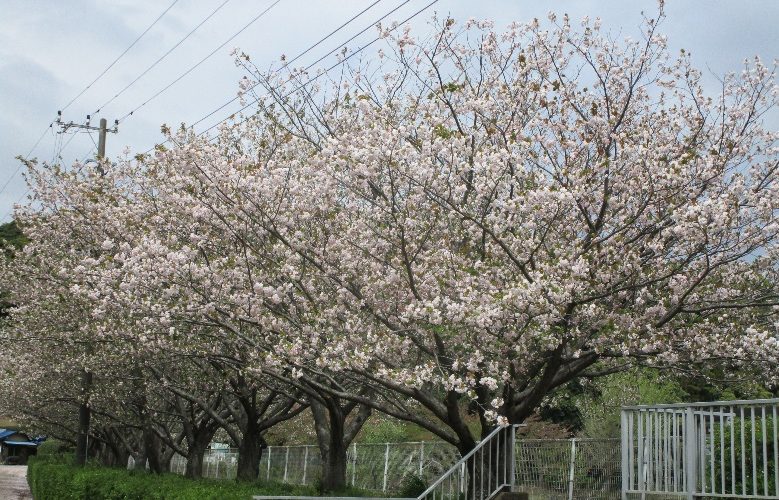 八重桜