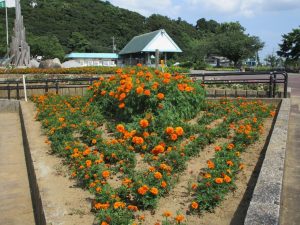 マリーゴールドの花壇