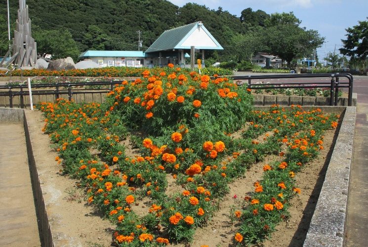 マリーゴールドの花壇