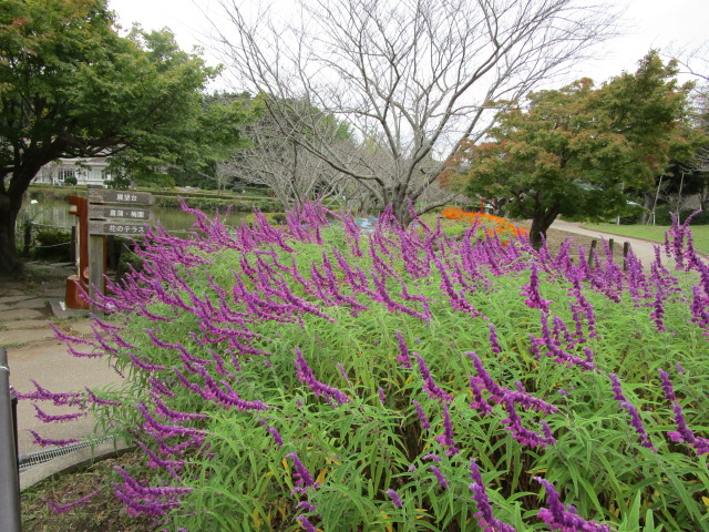 アメジストセージ 袖ケ浦公園ホームページ 千葉県袖ケ浦市