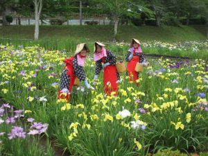 花菖蒲まつり