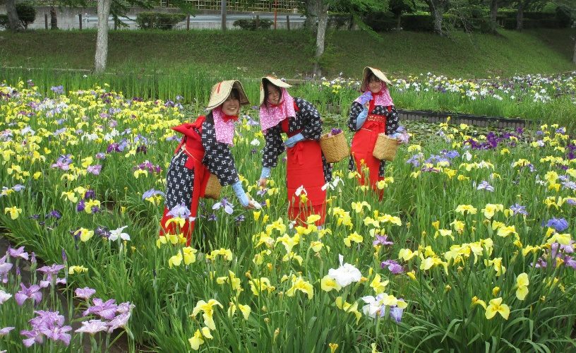 花菖蒲まつり