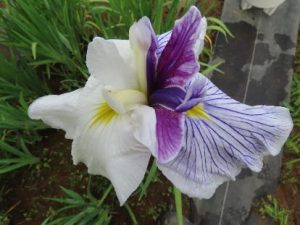 花菖蒲